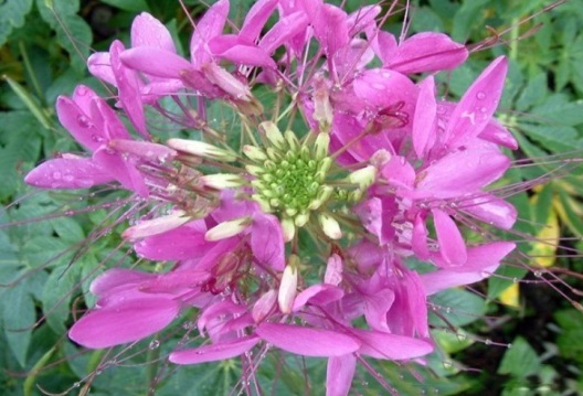 1632289847714437.jpg image.jpg