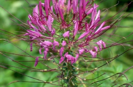 1632289864528579.jpg image.jpg