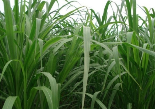 1632290277557040.jpg image.jpg