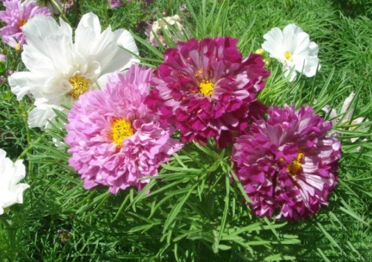 1632293703479259.jpg image.jpg