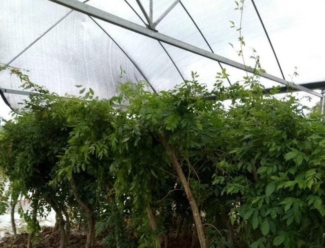 1632304717784114.jpg 1632304717784114.jpg