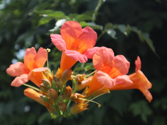 IMG_4609.jpg IMG_4609.jpg