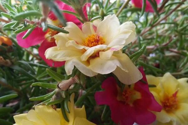 太陽(yáng)花 太陽(yáng)花