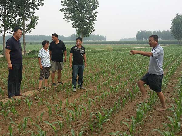 甜高粱種子發(fā)芽出苗圖片 甜高粱種子發(fā)芽出苗圖片