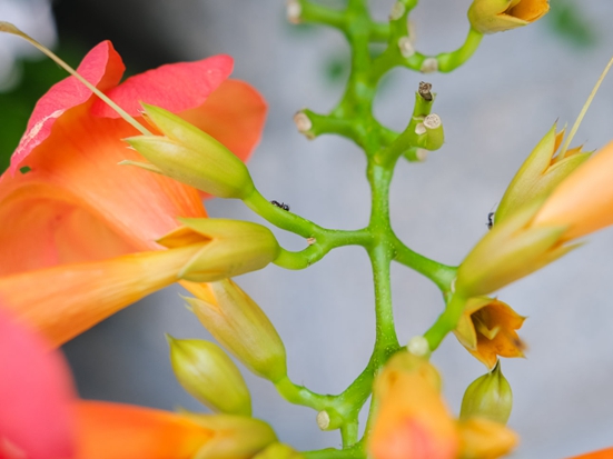 1611219089781754.jpg CPS228.jpg