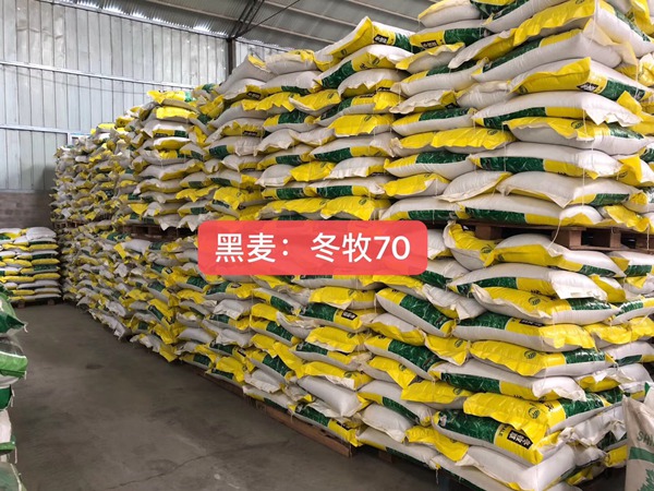 冬牧70種子 冬牧70種子