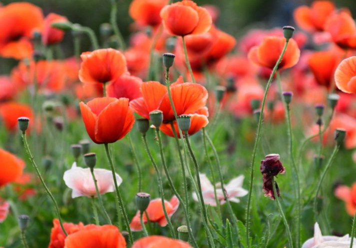 1632324318973840.jpg 虞美人1.jpg