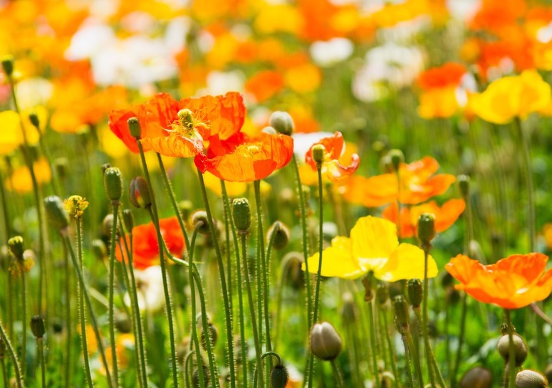 1632324355266625.jpg 虞美人2.jpg