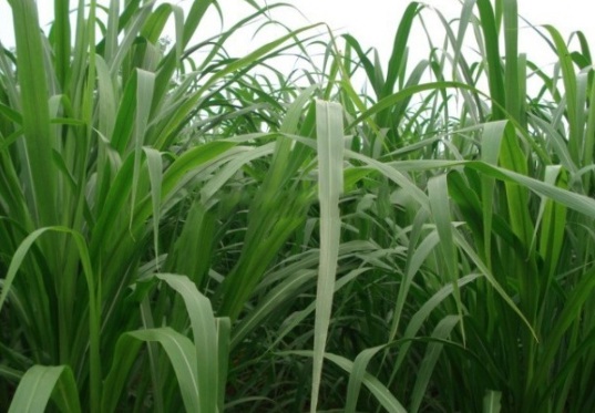 1632364475769578.jpg image.jpg