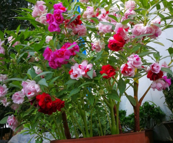 1632364650601158.jpg image.jpg