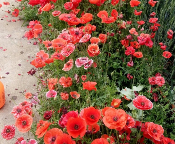 1632365401258930.jpg image.jpg