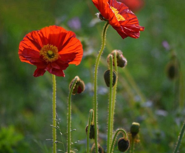 1632365423894554.jpg image.jpg