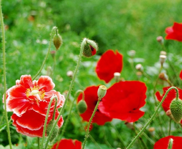 1632365443473916.jpg image.jpg