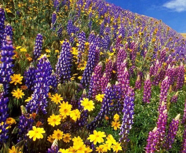 1632366553290426.jpg image.jpg