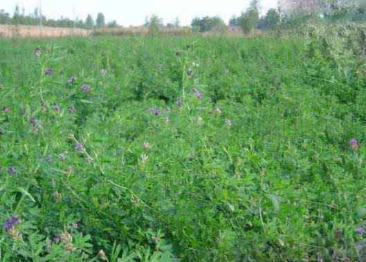 1632367571664694.jpg image.jpg