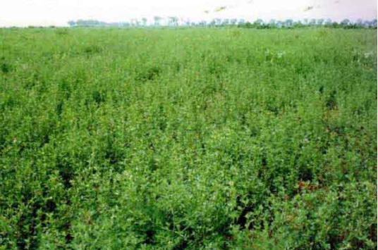 1632367583295935.jpg image.jpg