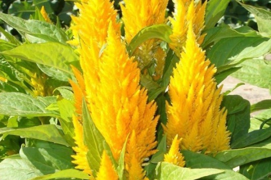 1632367652754401.jpg image.jpg