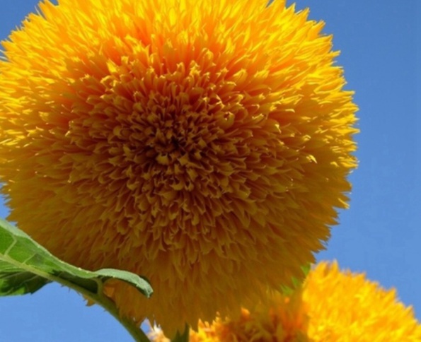 1632378460685028.jpg image.jpg