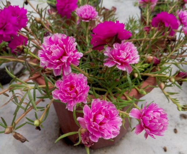 1632378713852893.jpg image.jpg