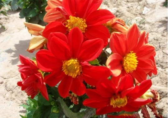 1632379034872739.jpg image.jpg