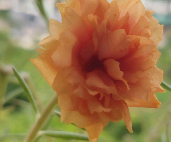 1632379552976885.jpg image.jpg