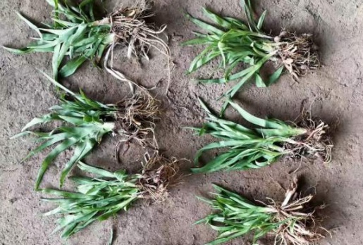 1632380171173270.jpg image.jpg