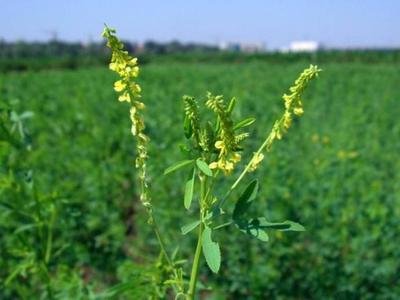 1632396264897982.jpg 1632396264897982.jpg