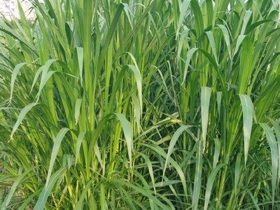 1632399189628170.jpg 1632399189628170.jpg