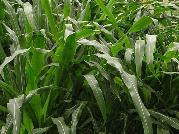 1632445505429734.jpg image.jpg