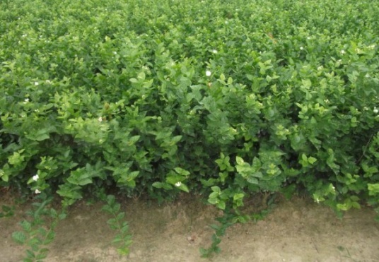 1632449888441065.jpg image.jpg