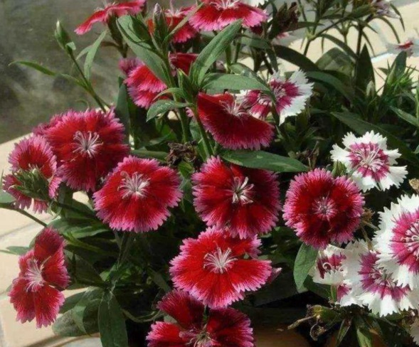 1632450161789959.jpg image.jpg