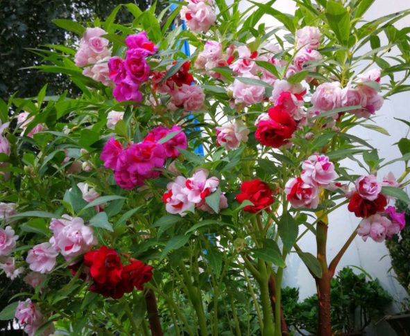 1632450766824036.jpg image.jpg