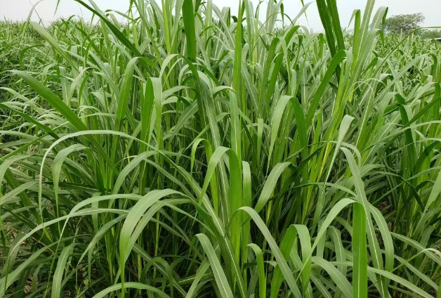 1632453002429888.jpg 1632453002429888.jpg