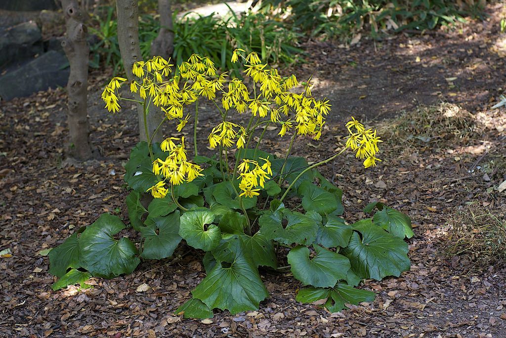 1632481410857893.jpeg 1632481410857893.jpeg