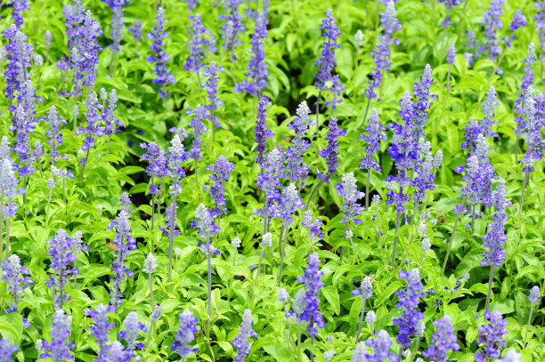 1632481534823459.jpg 1632481534823459.jpg