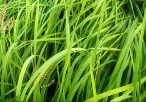 1632570273396977.jpg 1632570273396977.jpg