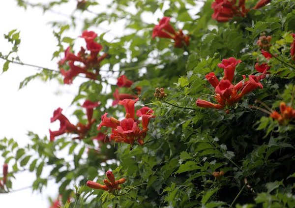 1632580603178430.jpg image.jpg