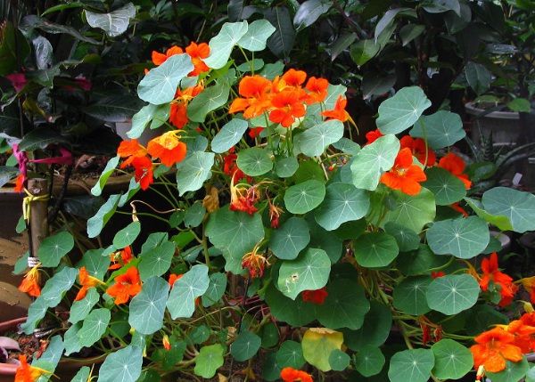 1632580870577790.jpg image.jpg