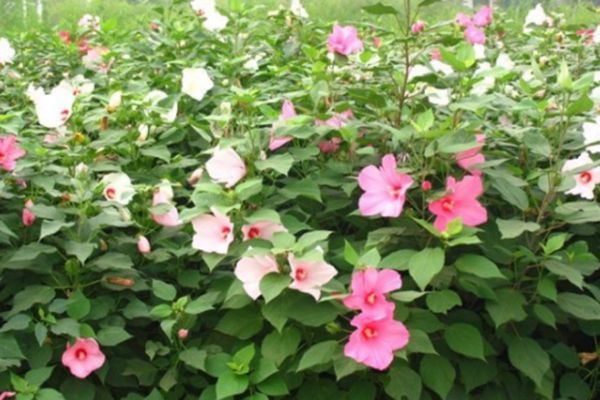 大花秋葵 大花秋葵