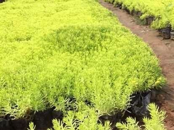 金葉佛甲草能越冬嗎 金葉佛甲草能越冬嗎