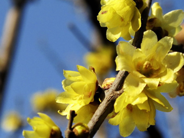 冬天開花的草本植物
