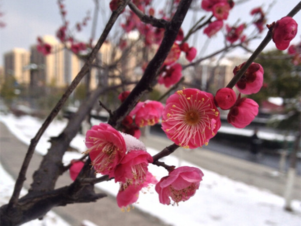 冬天開花的草本植物