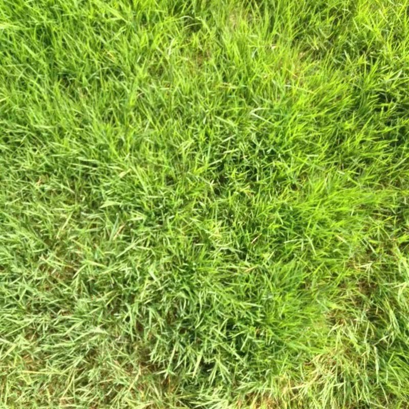 一平米需要多少草籽 一平米需要多少草籽