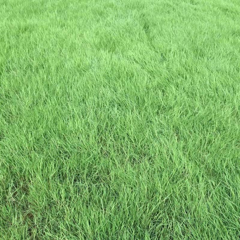 一平米需要多少草籽 一平米需要多少草籽