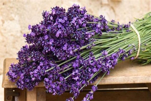薰衣草 薰衣草