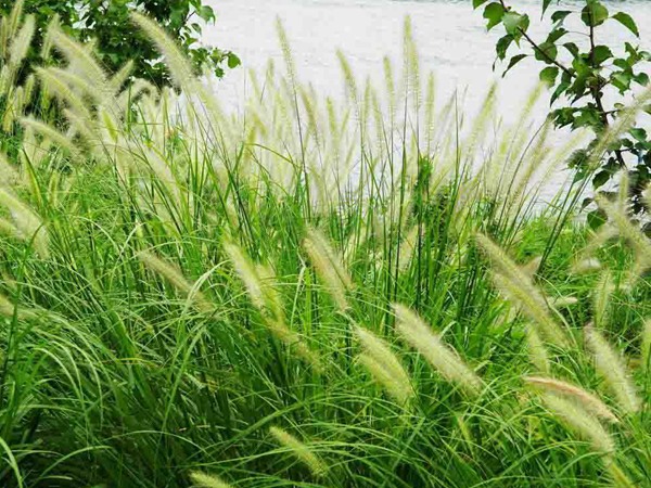 狼尾草圖片 狼尾草圖片