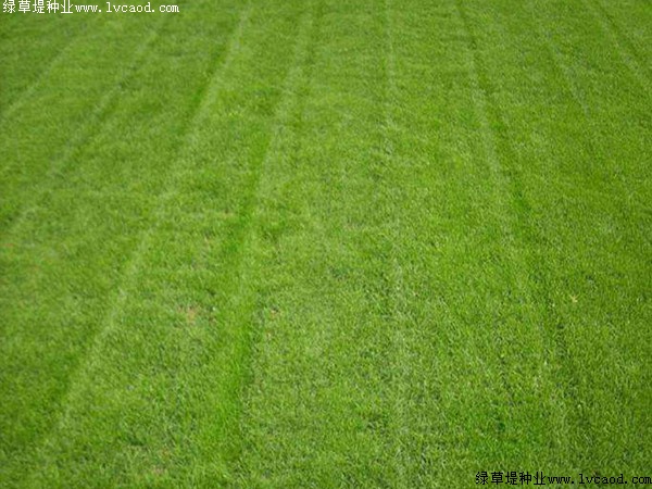 1632743150380698.jpg 90e262b86ff47b5725f96d909c910311_1558491692903253.jpg