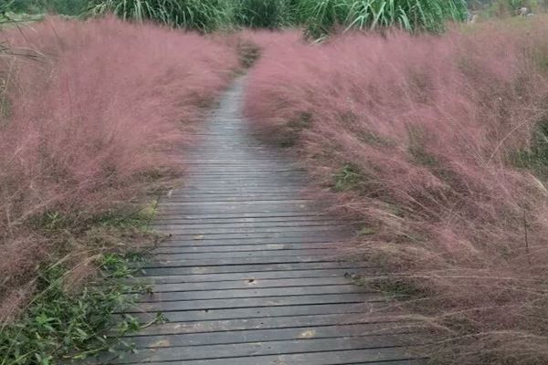 粉黛亂子 粉黛亂子