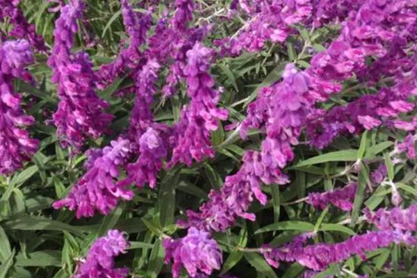 紫絨鼠尾 紫絨鼠尾