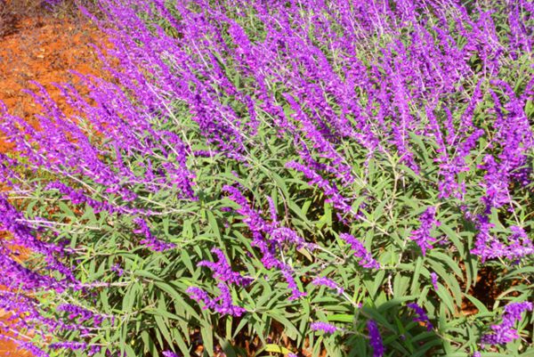 紫絨鼠尾 紫絨鼠尾